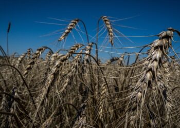 Ukrayna’dan Kenya’ya 25 bin ton buğday desteği