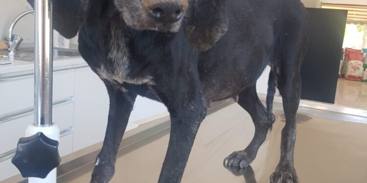 Güzelyurt Hayvanları Koruma Derneği, Belediyeye dava açma kararı aldı