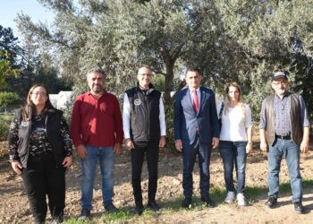 Yerli zeytin tescilinde son aşamaya gelindi