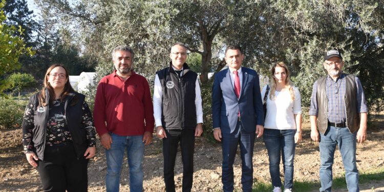 Yerli zeytin tescilinde son aşamaya gelindi