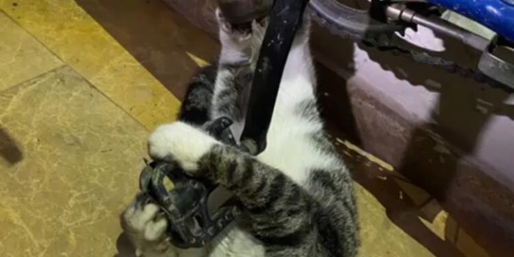 Bisikletin zincirine sıkışan kediyi itfaiye kurtardı