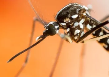 Yeni tehlikenin adı: Asya kaplan sivrisineği