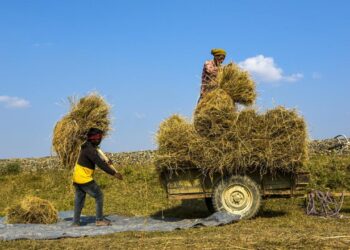 Hindistan’da 2023’te dar gelirlilere ücretsiz tahıl yardımı yapılacak