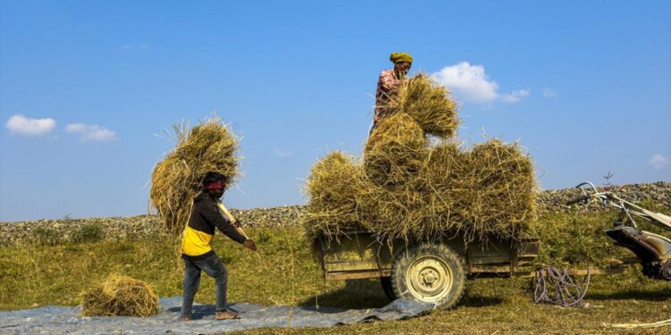 Hindistan’da 2023’te dar gelirlilere ücretsiz tahıl yardımı yapılacak