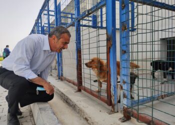Gazimağusa Belediye Başkanı Uluçay’dan hayvanlara mama bağışı çağrısı