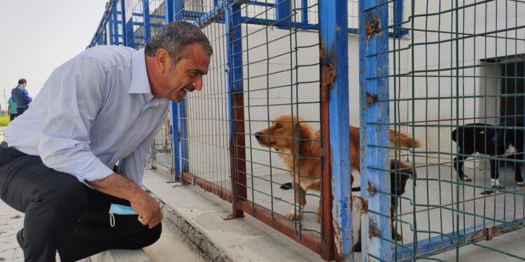 Gazimağusa Belediye Başkanı Uluçay’dan hayvanlara mama bağışı çağrısı