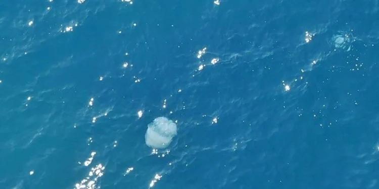 ANTALYA KÖRFEZİ’NDE DEV GÖÇMEN DENİZANALARI