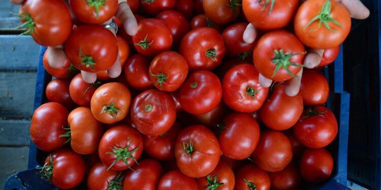 ARMUT VE DOMATESTE LİMİT ÜSTÜ BİTKİ KORUMA ÜRÜNÜ