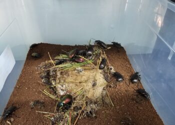 ÇAM KESE BÖCEĞİYLE MÜCADELE İÇİN TERMİNATÖR BÖCEK ÜRETİMİNE BAŞLANDI