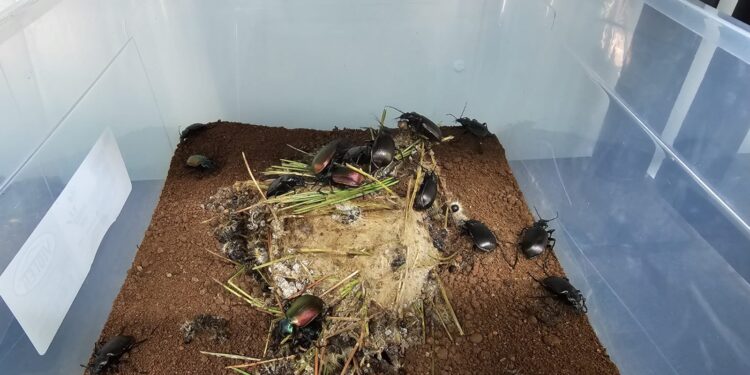 ÇAM KESE BÖCEĞİYLE MÜCADELE İÇİN TERMİNATÖR BÖCEK ÜRETİMİNE BAŞLANDI