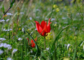 “DOĞA KATLİAMI YAPAN MÜSTEŞAR GÖREVİNDEN ALINMALIDIR”
