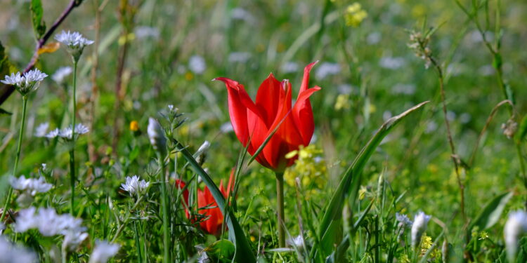 “DOĞA KATLİAMI YAPAN MÜSTEŞAR GÖREVİNDEN ALINMALIDIR”