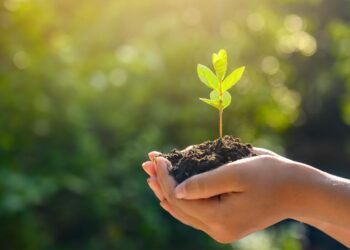 ŞİDDETE MARUZ KALARAK HAYATLARINI KAYBEDEN KADINLAR ANISINA YARIN “UMUDU YEŞERTMEK FİDAN DİKİMİ” YAPILACAK