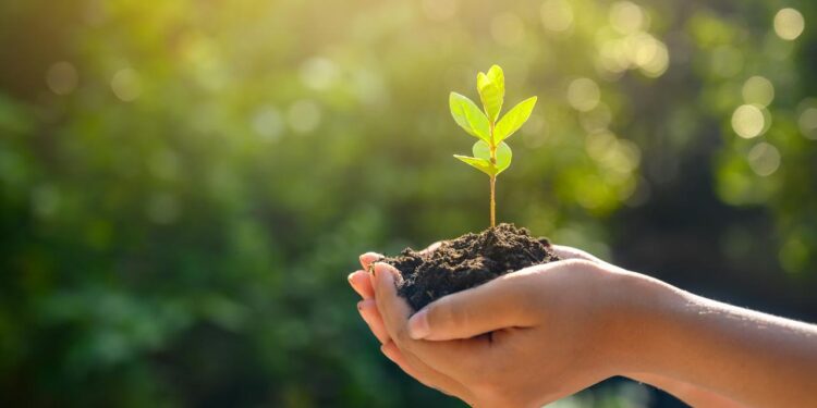 ŞİDDETE MARUZ KALARAK HAYATLARINI KAYBEDEN KADINLAR ANISINA YARIN “UMUDU YEŞERTMEK FİDAN DİKİMİ” YAPILACAK