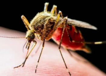 İSTİLACI SİVRİSİNEKLE İKİ TOPLUMLU MÜCADELE