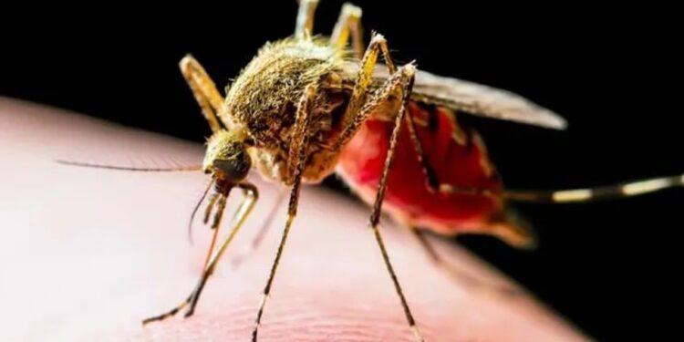 İSTİLACI SİVRİSİNEKLE İKİ TOPLUMLU MÜCADELE