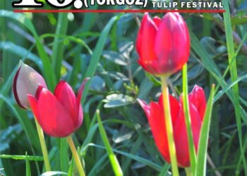 YORGOZ LALE FESTİVALİ HAFTA SONU YAPILIYOR