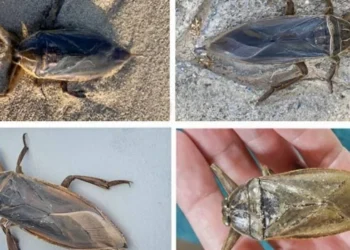 KIYILARIMIZDA “AYAK PARMAĞI YİYEN” BÖCEĞİN BULUNDUĞUNA DAİR İDDİALAR GERÇEK DEĞİL