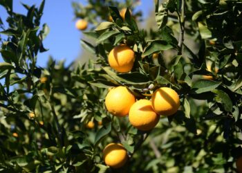 ÜÇÜNCÜ ÜLKELERDEN NARENCİYE İŞÇİSİ GETİRİLMESİ HALİNDE GREV YAPILACAK