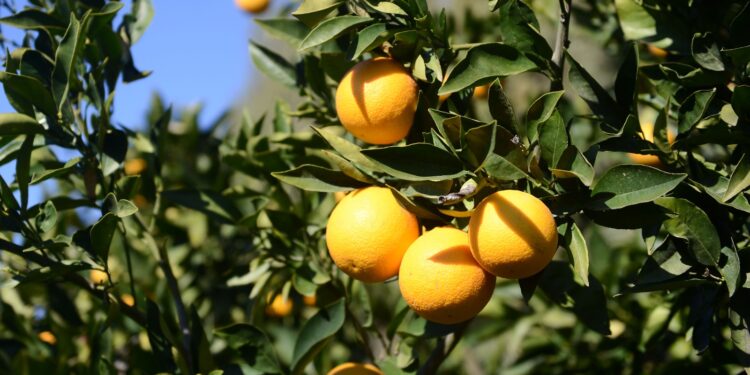 ÜÇÜNCÜ ÜLKELERDEN NARENCİYE İŞÇİSİ GETİRİLMESİ HALİNDE GREV YAPILACAK