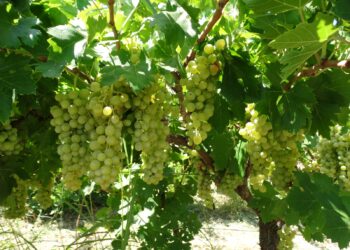 BİR ÜZÜM VE İKİ DE İNCİR TİPİ TESCİLLENDİ