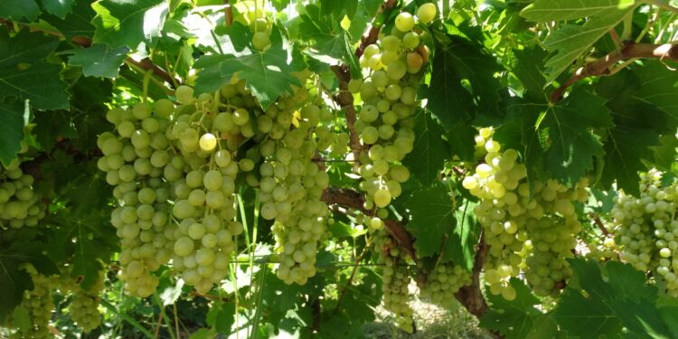 BİR ÜZÜM VE İKİ DE İNCİR TİPİ TESCİLLENDİ