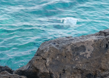 “DENİZANALARI SON 10 YILDA DAHA SIKLIKLA GÖRÜLÜYOR”