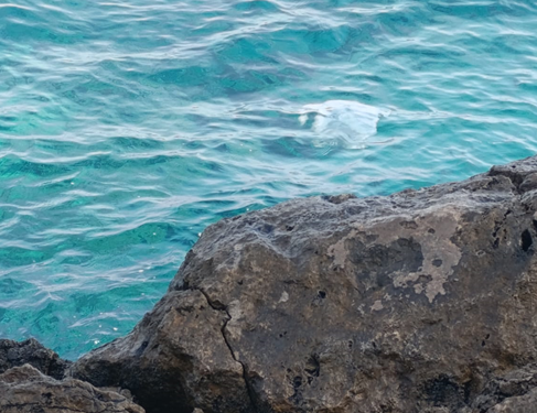 “DENİZANALARI SON 10 YILDA DAHA SIKLIKLA GÖRÜLÜYOR”