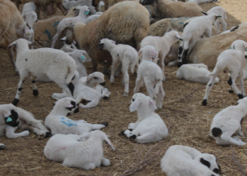 340 ADET KÜÇÜKBAŞ HAYVAN DAĞITIMI YAPILACAK