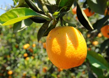 “İHRACATIN ÖNÜ AÇILMALI”