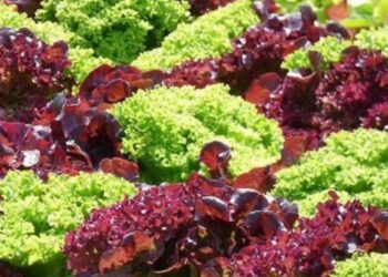 NANE VE KIRMIZI MARULDA LİMİT ÜSTÜ KORUMA İLACI