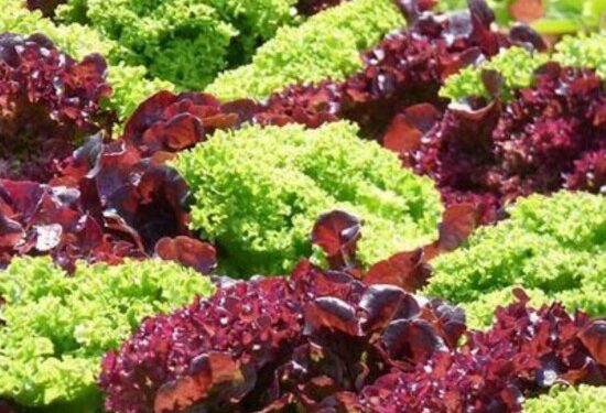 NANE VE KIRMIZI MARULDA LİMİT ÜSTÜ KORUMA İLACI