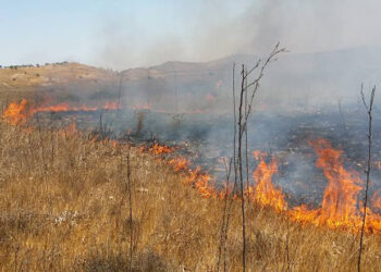 SERHATKÖY’DEKİ YANGINDA 53 ADET ASMA YANDI