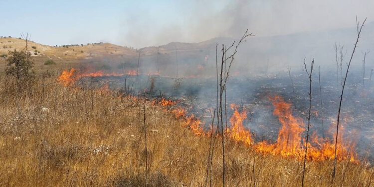 SERHATKÖY’DEKİ YANGINDA 53 ADET ASMA YANDI