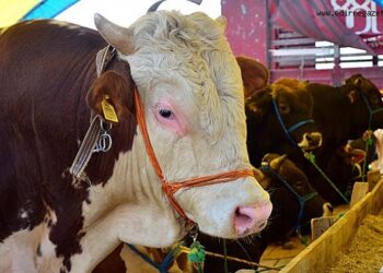 KAYITSIZ HAYVAN KESENE BÜYÜK CEZA