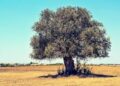 İLK KEZ BİR ZEYTİN TÜRÜ “ADA YERLİSİ” OLARAK TESCİLLENDİ