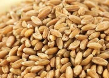 HİBE ARPA İÇİN ÜRETİCİLERE TANINAN SÜRE UZATILDI