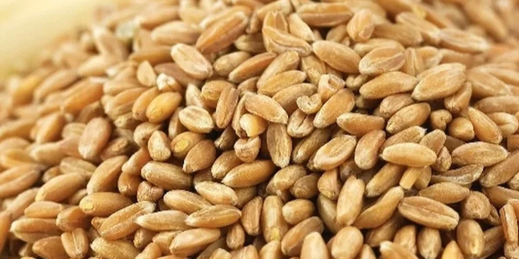 HİBE ARPA İÇİN ÜRETİCİLERE TANINAN SÜRE UZATILDI