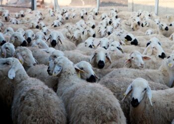 ÜRETİCİLER HAYVAN SAYISINI 28 HAZİRAN’A KADAR BİLDİRMELİ