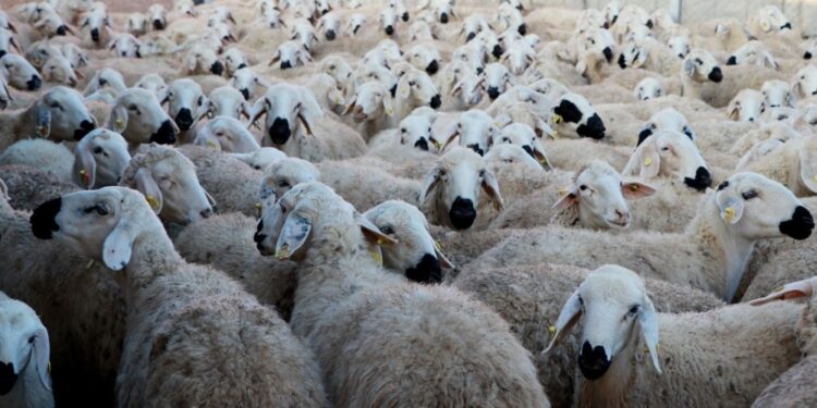 ÜRETİCİLER HAYVAN SAYISINI 28 HAZİRAN’A KADAR BİLDİRMELİ