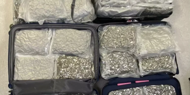 LARNAKA HAVALİMANI’NDA İKİ KADIN 41 KİLO ESRARLA YAKALANDI