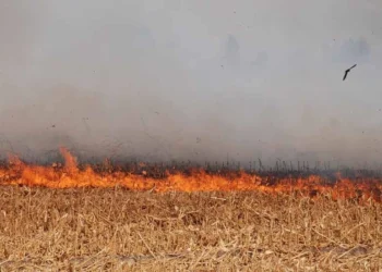 ÇINARLI’DAKİ YANGINA MÜDAHALE DEVAM EDİYOR