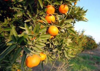 İHRACATIN ÖNÜ AÇILMALI