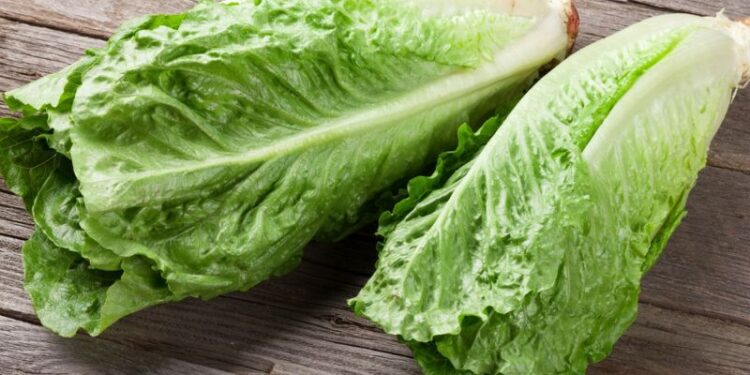 İLAÇ KALINTILI MARULLAR İMHA EDİLDİ