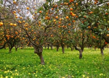 BİRÇOK ÜRETİCİYE ÖDEME YAPILMADI