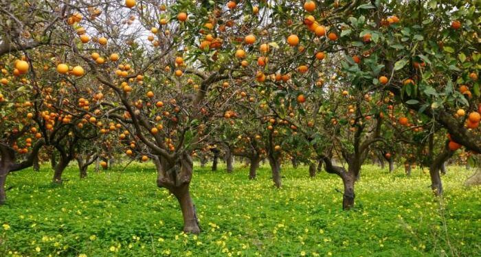 BİRÇOK ÜRETİCİYE ÖDEME YAPILMADI