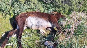 EŞEKLERİN ÖLDÜRÜLMESİNE TEPKİ YAĞDI