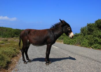 EKİNLERİNE ZARAR VERDİĞİ İÇİN BÜTÜN EŞEKLER ÖLDÜRÜLSÜNMÜŞ!