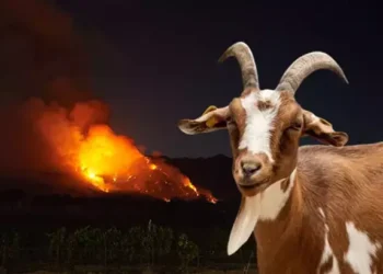 YANGINLARA KARŞI ‘GPS TASMALI KEÇİ’ ÇÖZÜMÜ