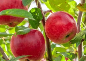 İTHAL ELMADA LİMİT ÜSTÜ İLAÇ